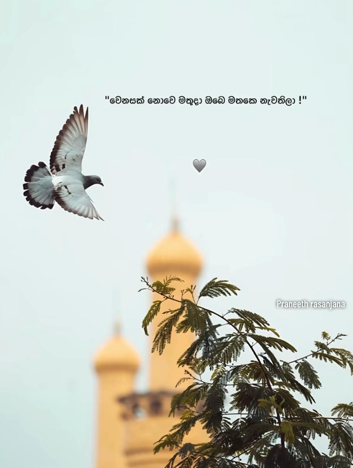 @praneeth_rasanjana