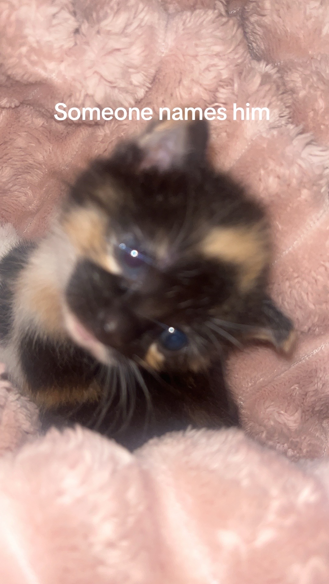@kittencattuff
