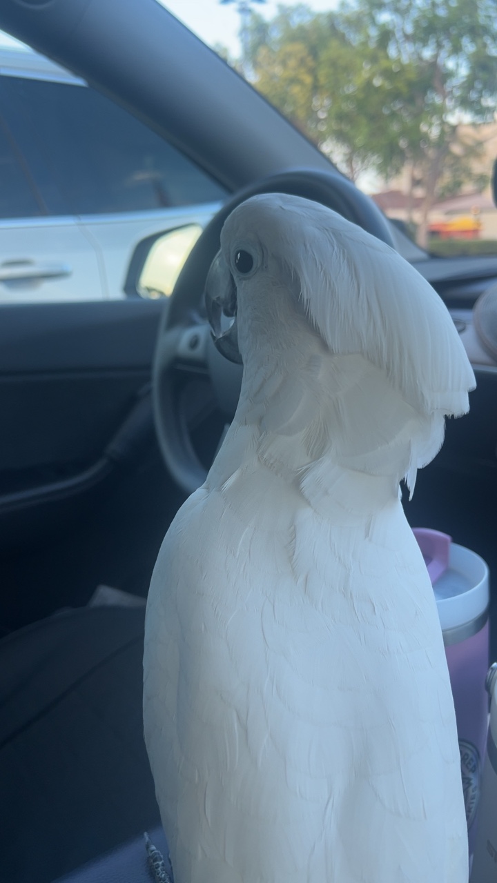 @OLAF