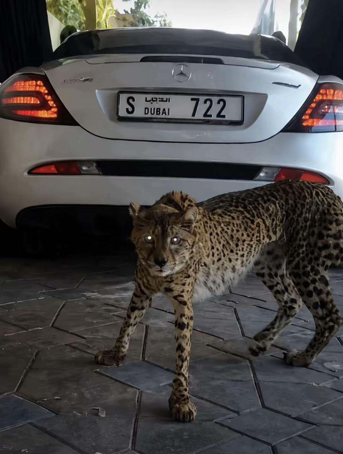 @Ege🐆