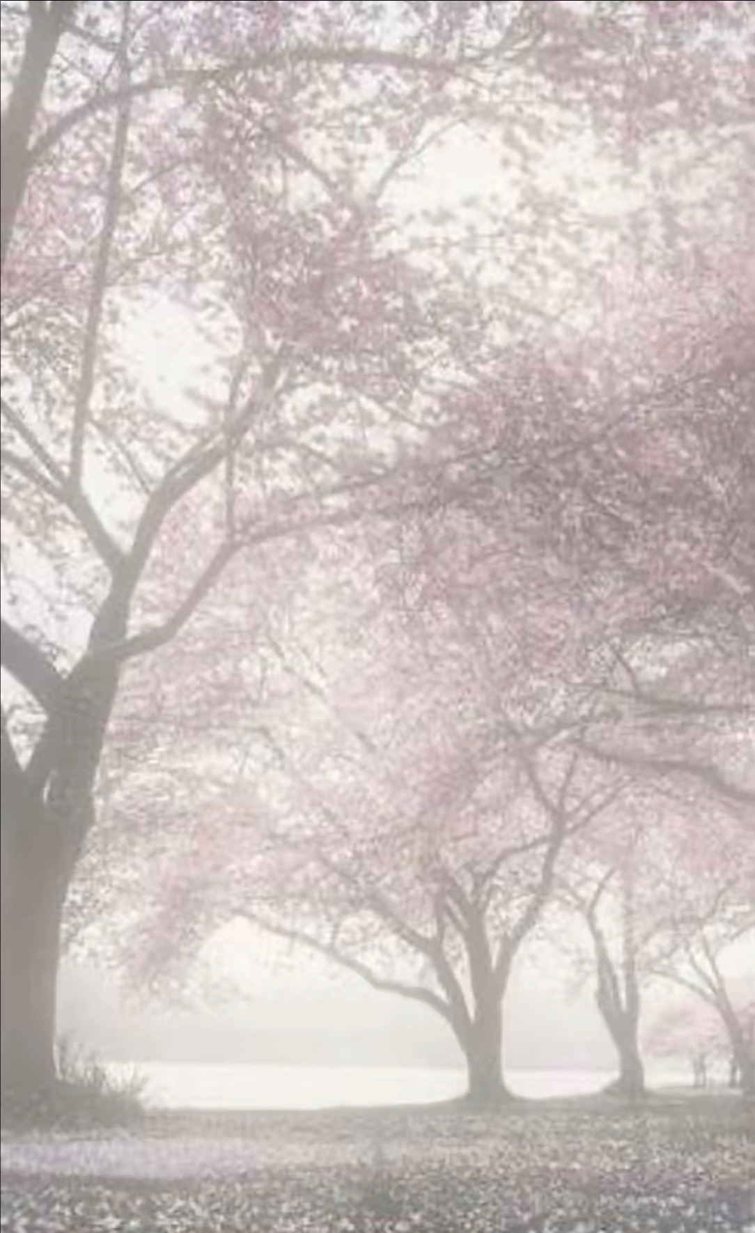 @kou.cc
