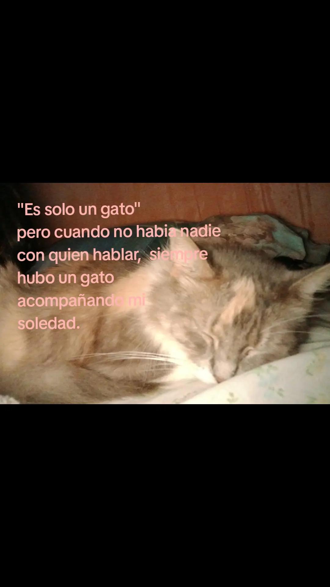 @tamalito