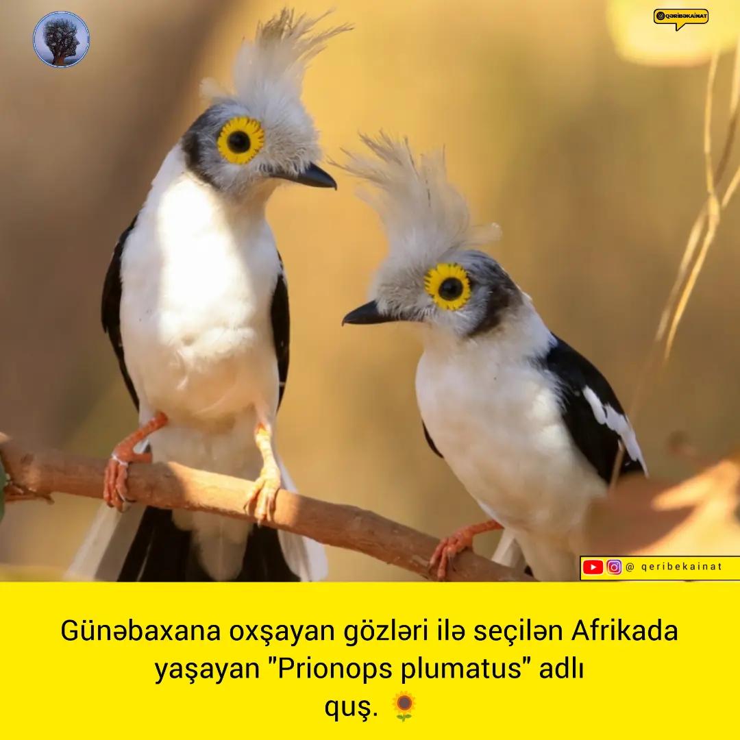 @qeribekainat