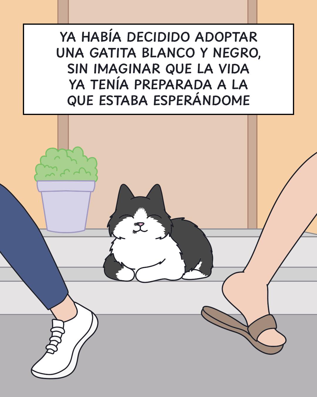 @Cosa de gatos