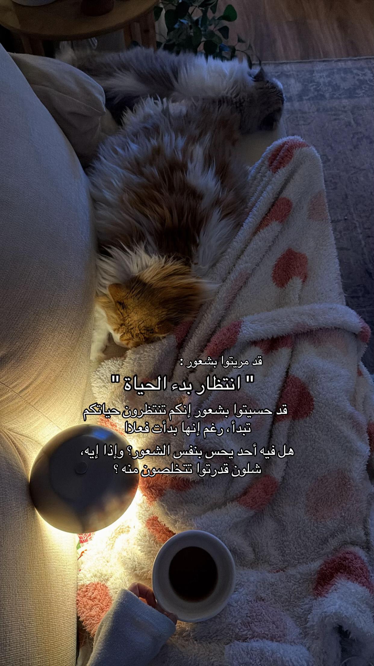 @Nouf | في بيت القطط