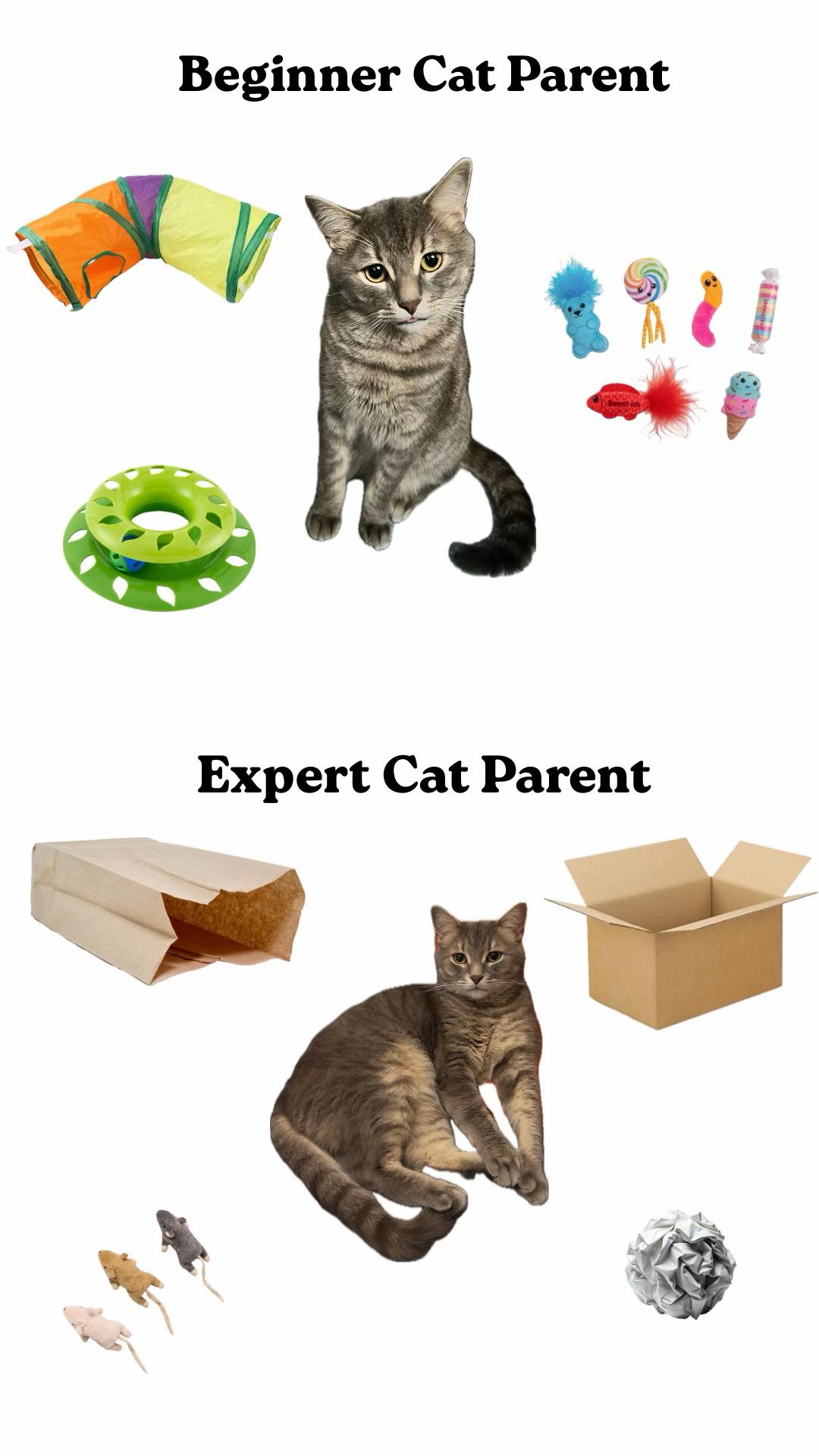 @Ollie 🐱