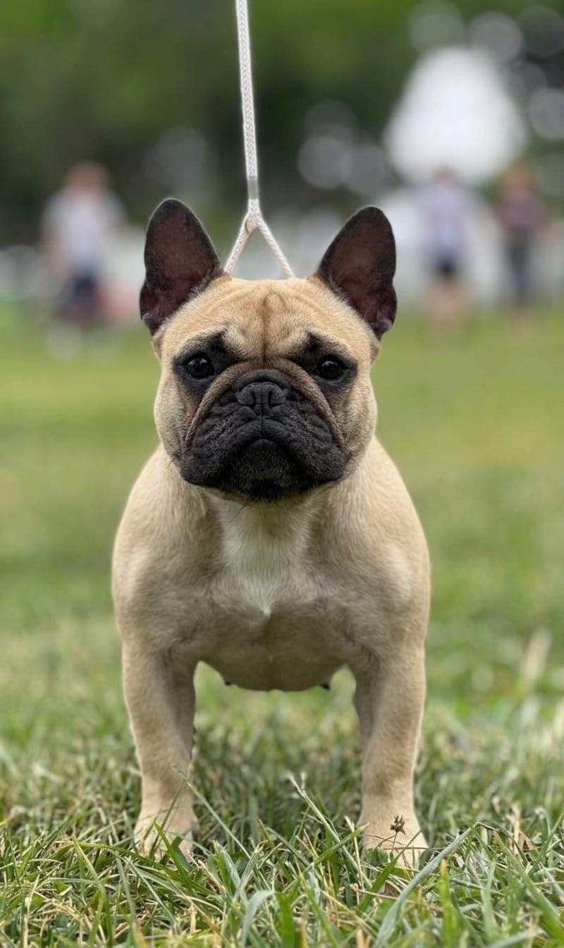 @Bosphorus Bulls French Bulldog