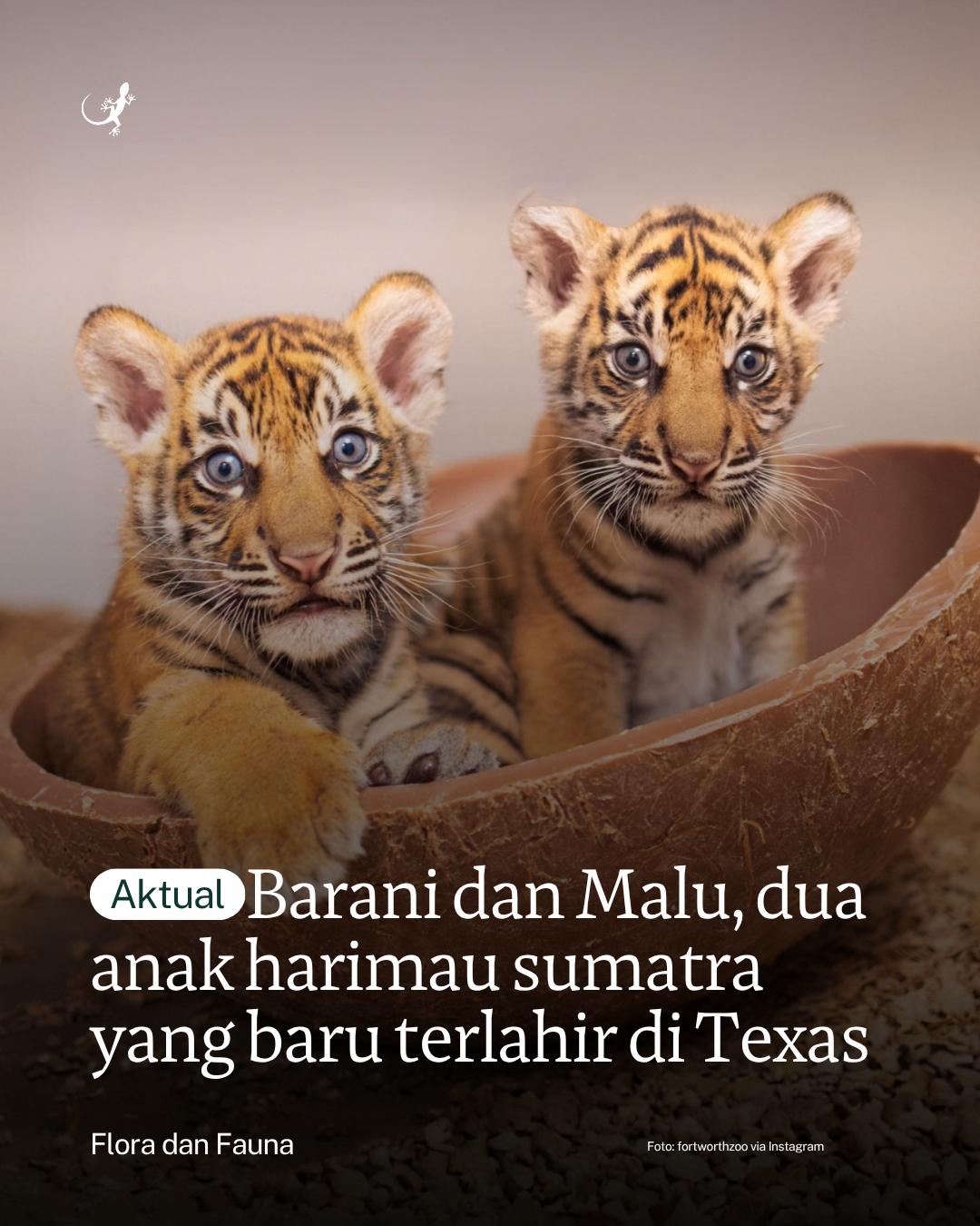 @mongabayindonesia