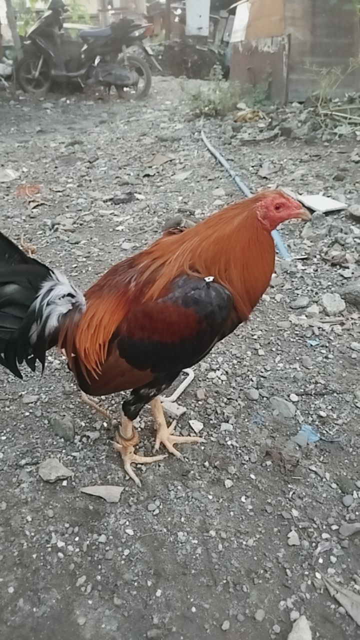 @Mindoreno