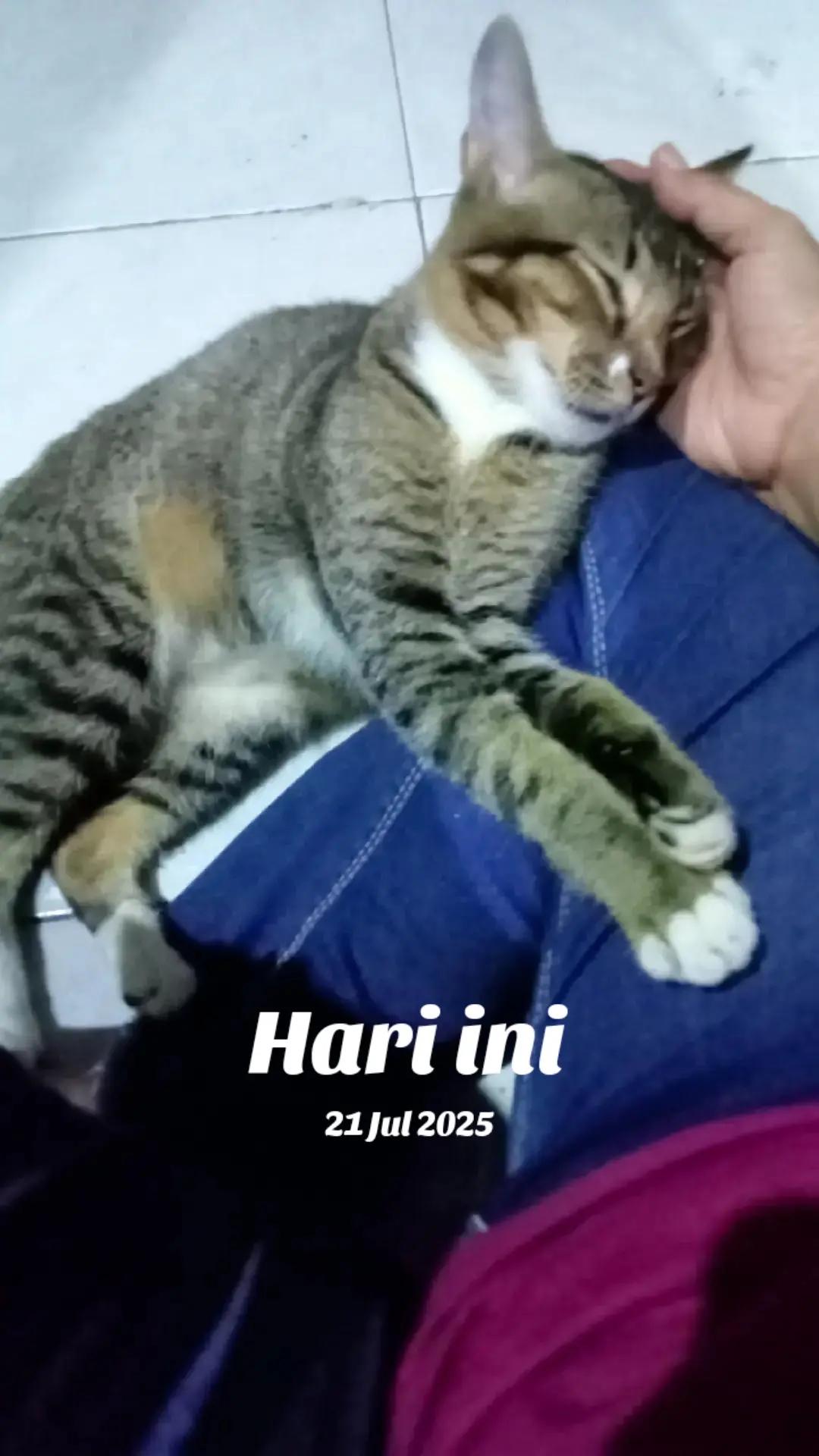 @mama meong♥️🐈🇮🇩🇲🇾_acro
