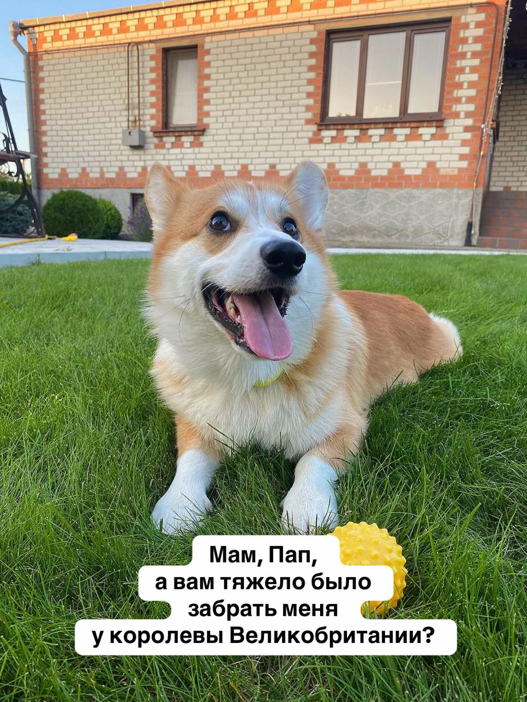 @corgimom.alntz