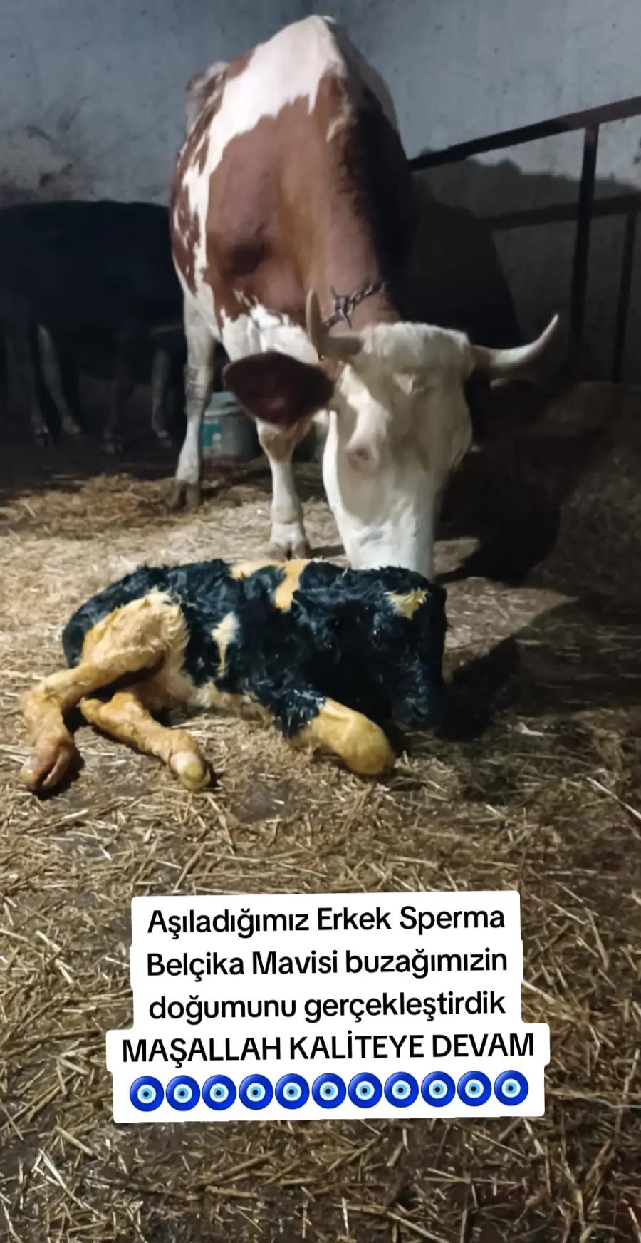 @sakip ekşi ( Deva Vet)