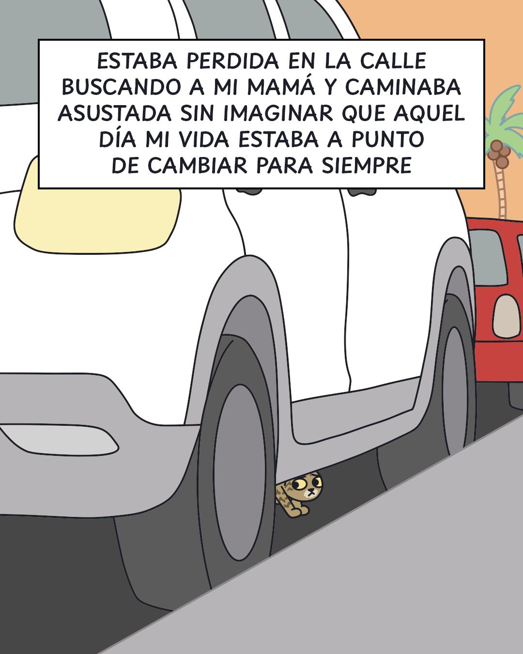 @Cosa de gatos