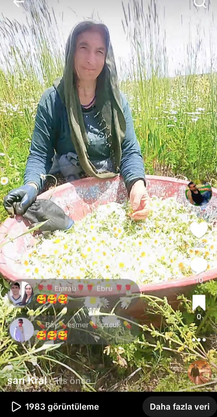 @sarı Kral