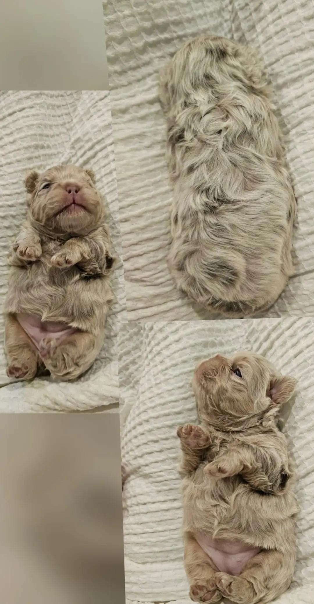 @Diamond State French Bulldogs