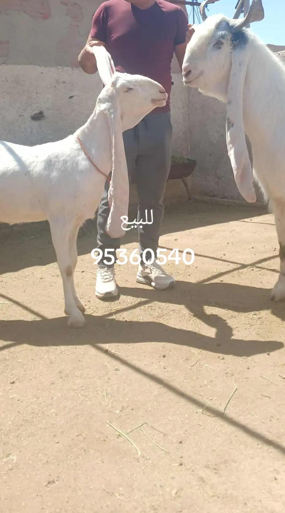 @Samir Selmi