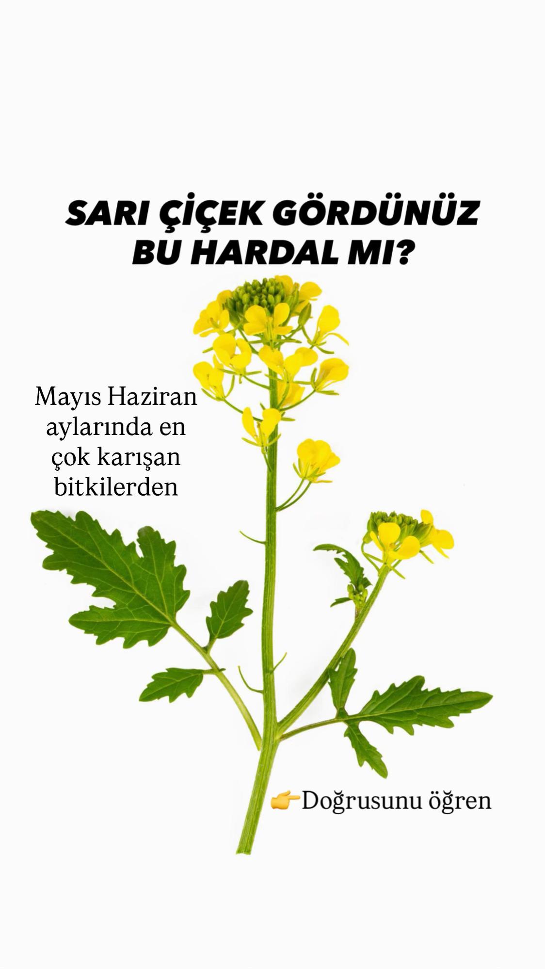 @Erdem &Ouml;ner