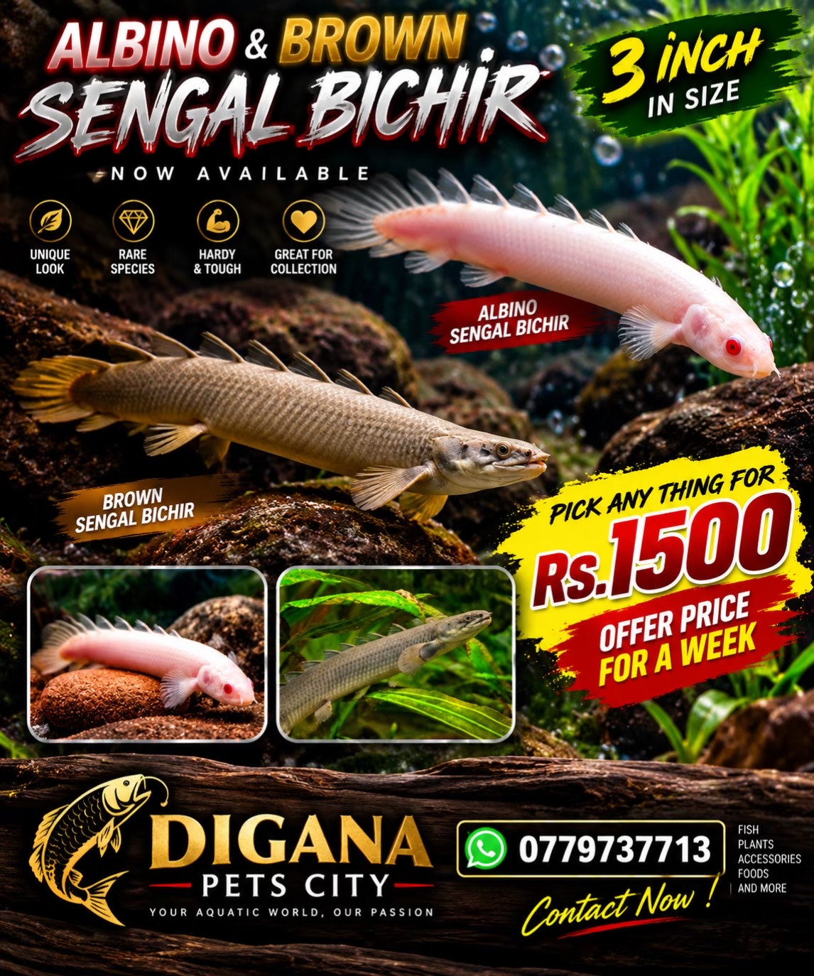@Digana pets city