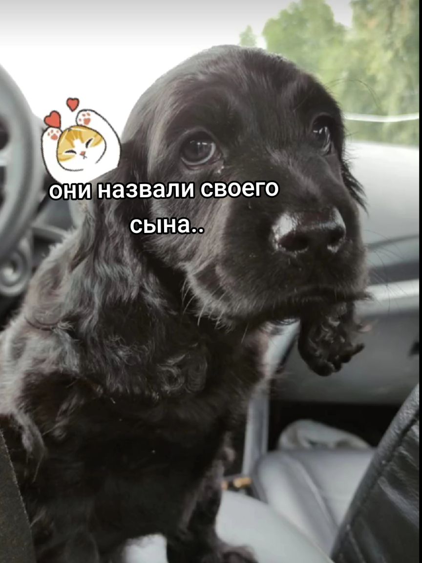 @шакалёнок