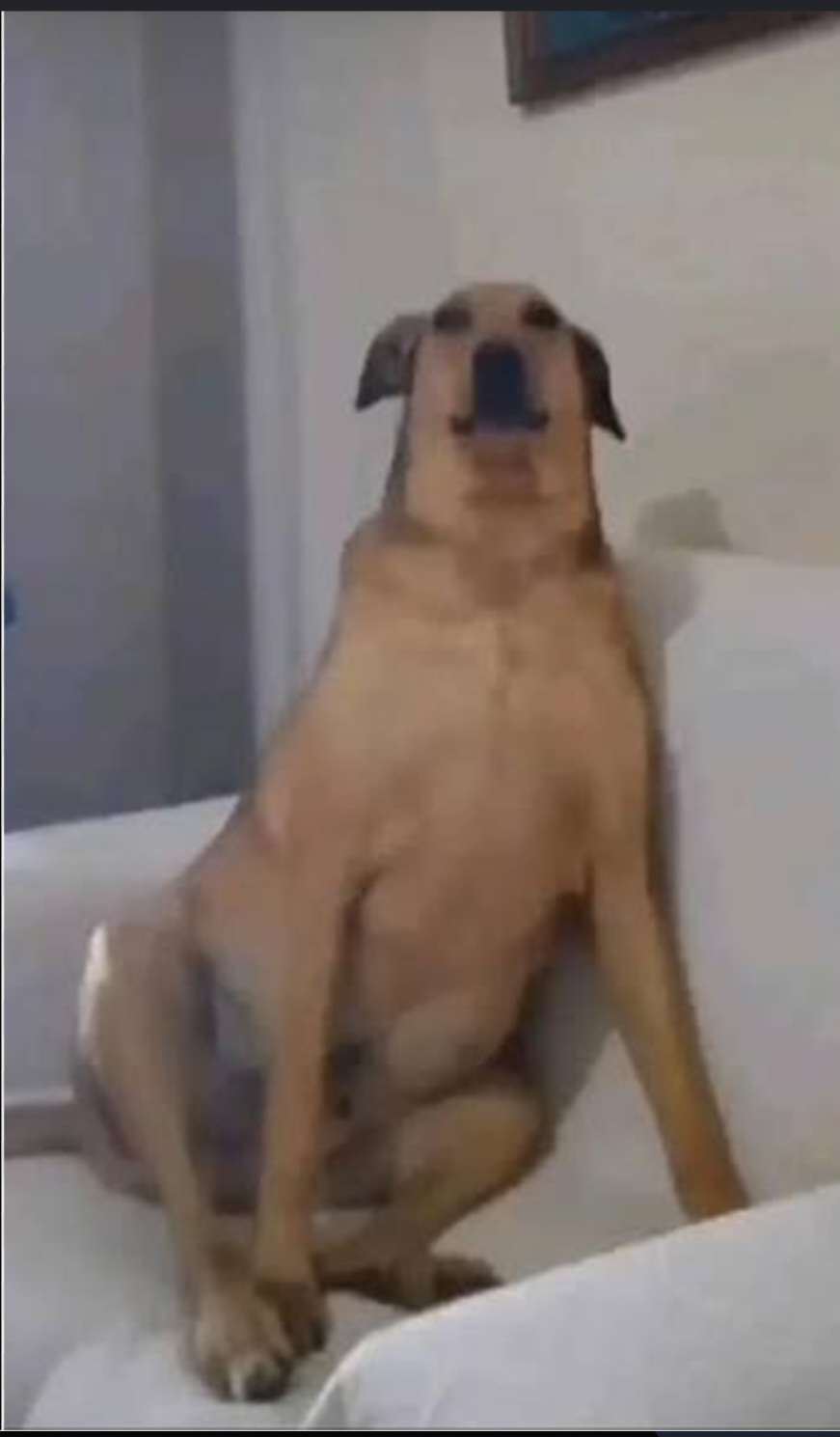@SusyDog