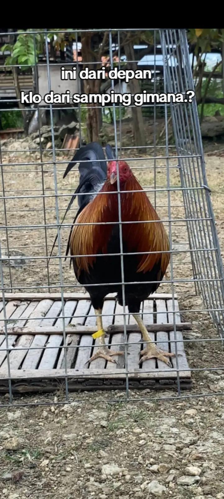 @R-K. FARM (MDR)