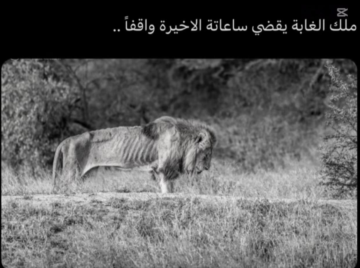 @ولــيــدوهه🤎🦅