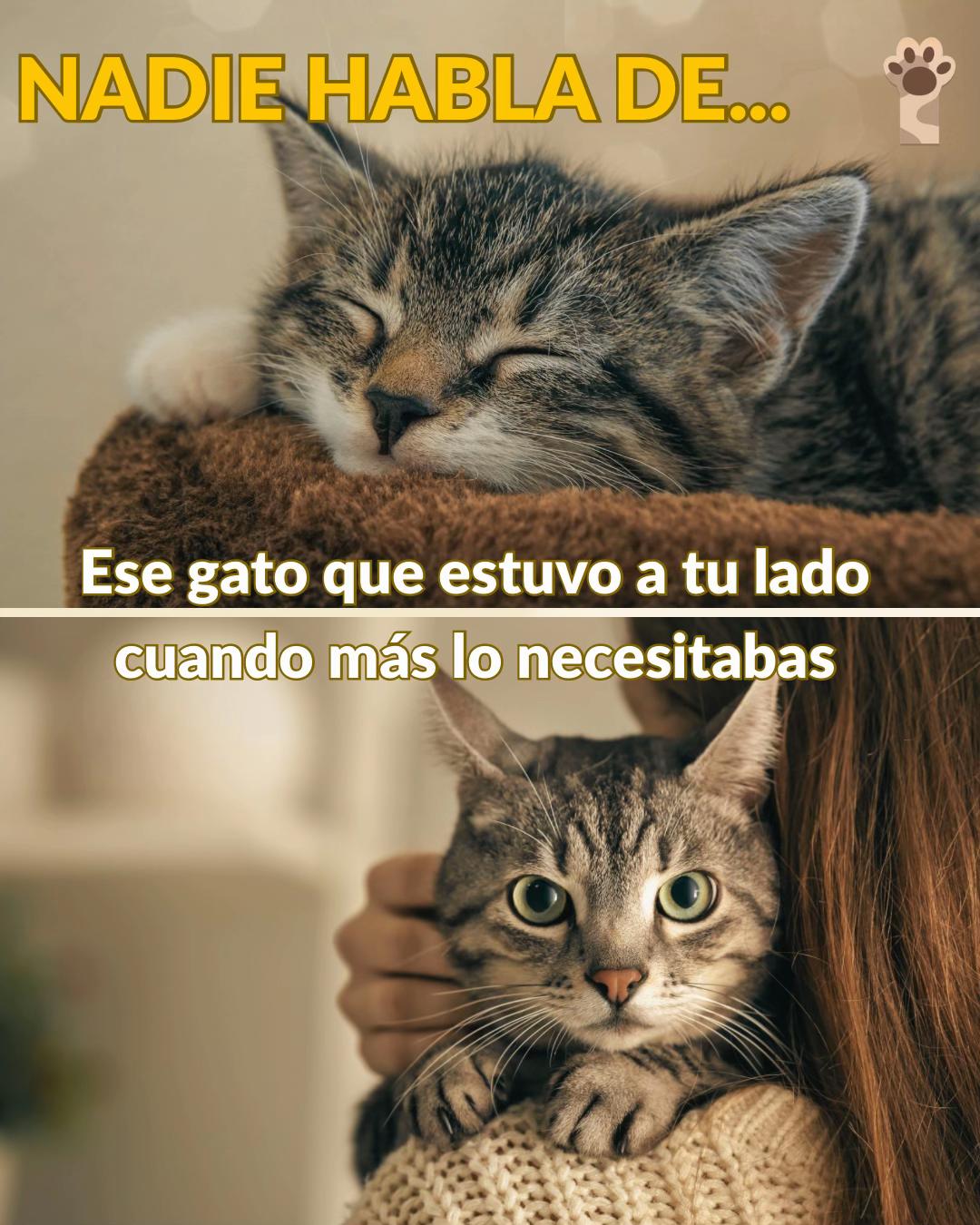 @Petlife