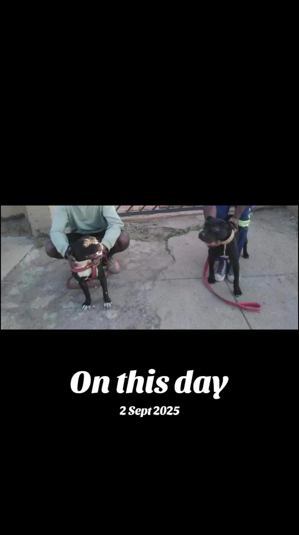 @SAAPBT_GAMEDOGS