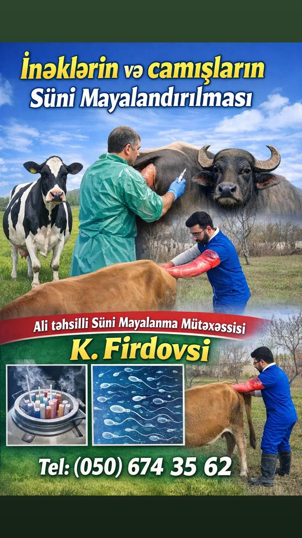@Veterinar Dr.Firdovsi | Baytar