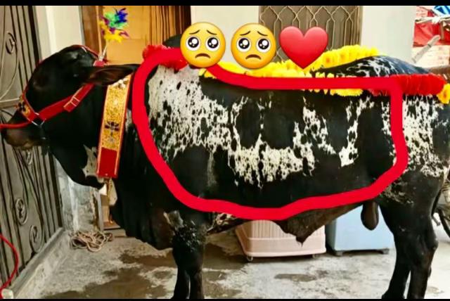 @🐊چوہان صاحب ڈیرےآلے🥷