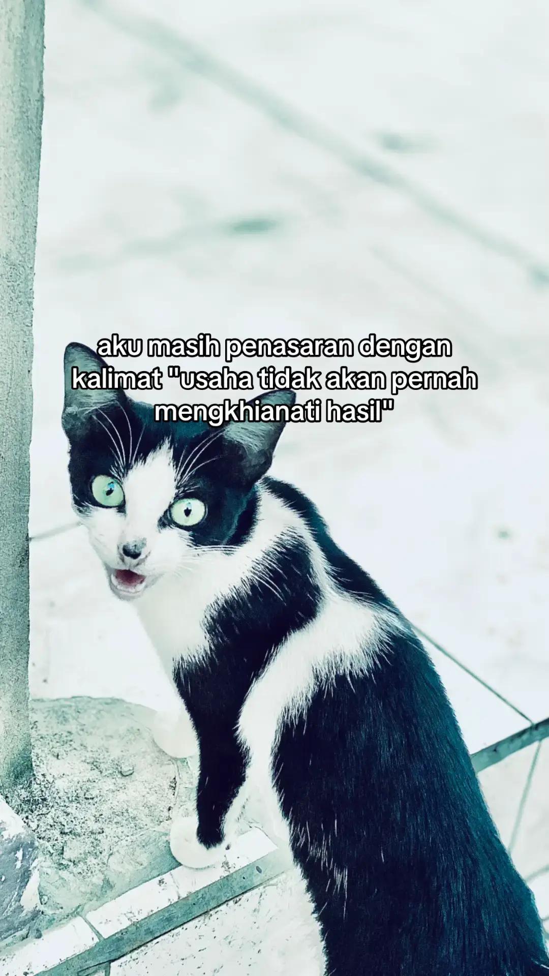 @kaall