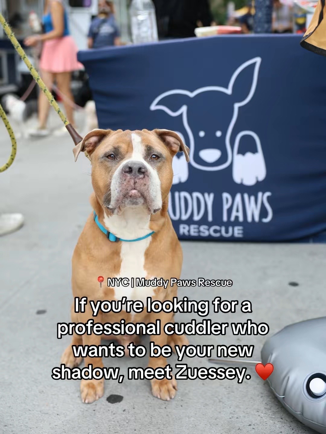@Adopt a Pet