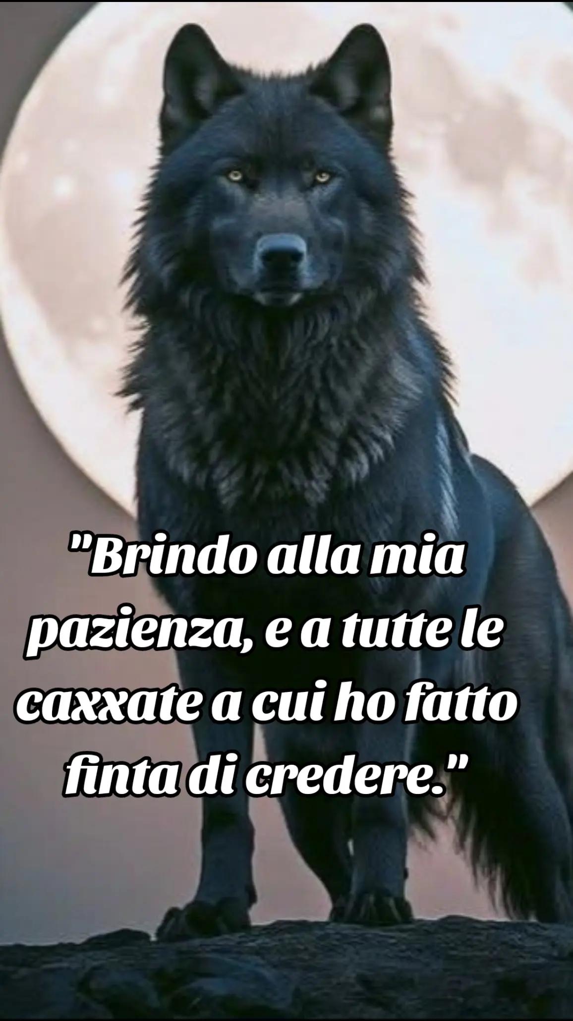 @🐺🗽Crazy Wolf.