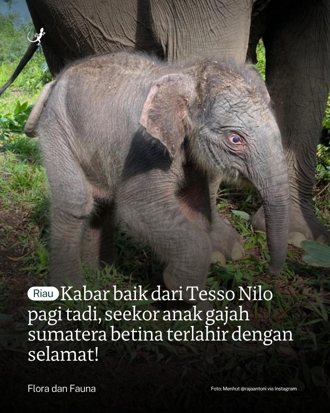 @mongabayindonesia