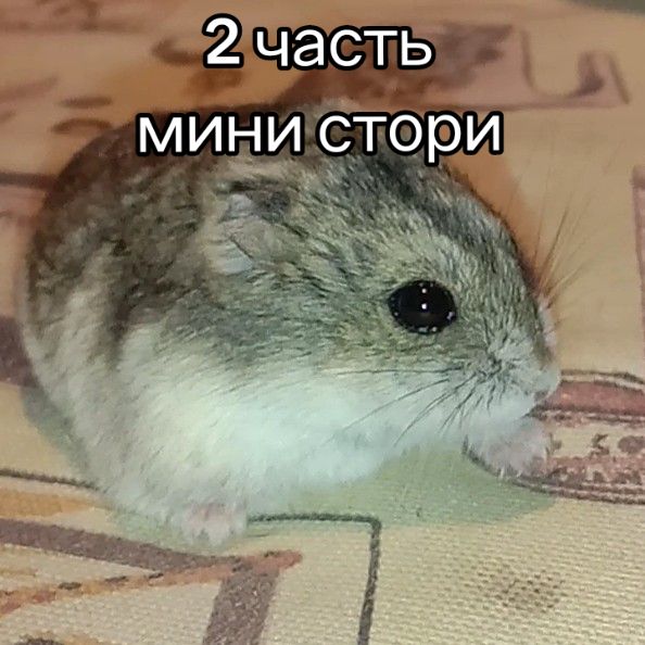 @хомяк338