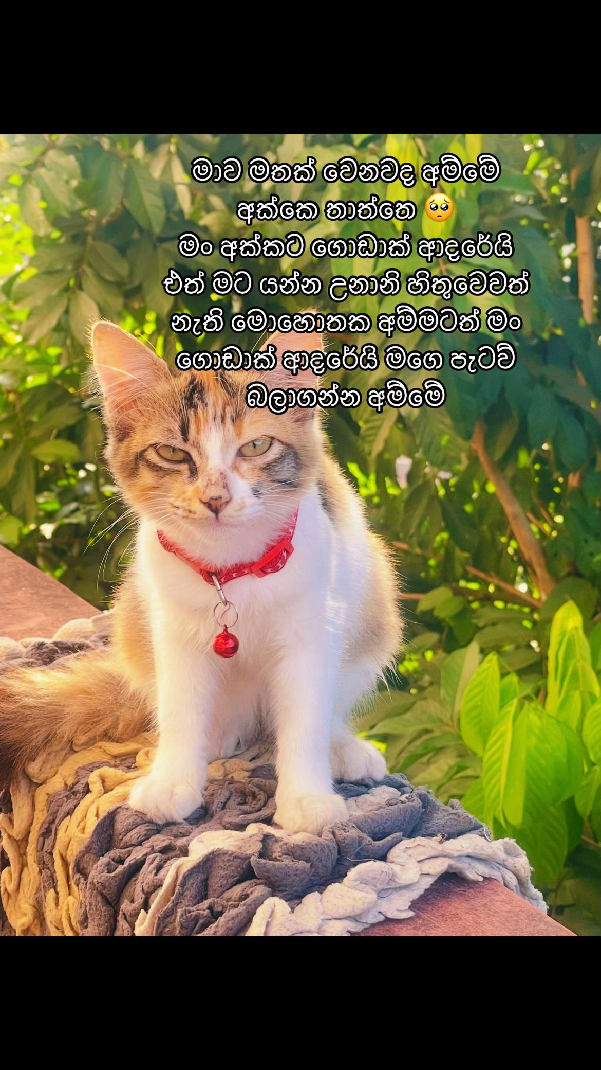 @❤️සනුදි ගිහානි ❤️