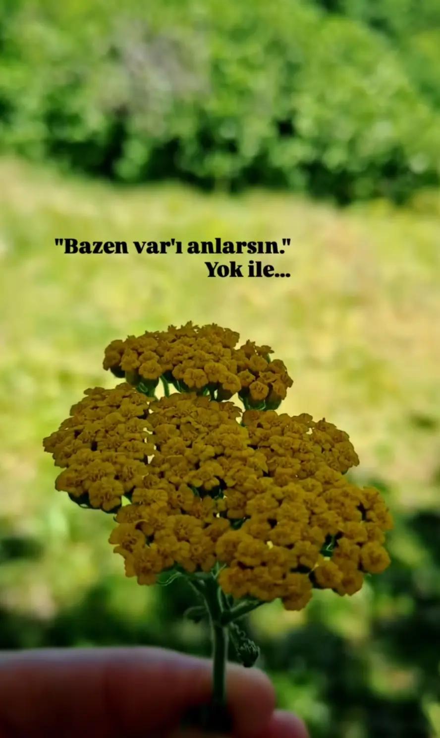 @hayattan izler