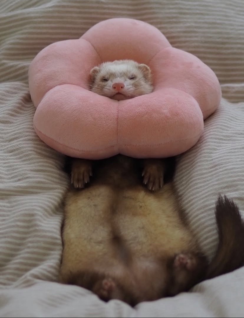 @Little star ferrets