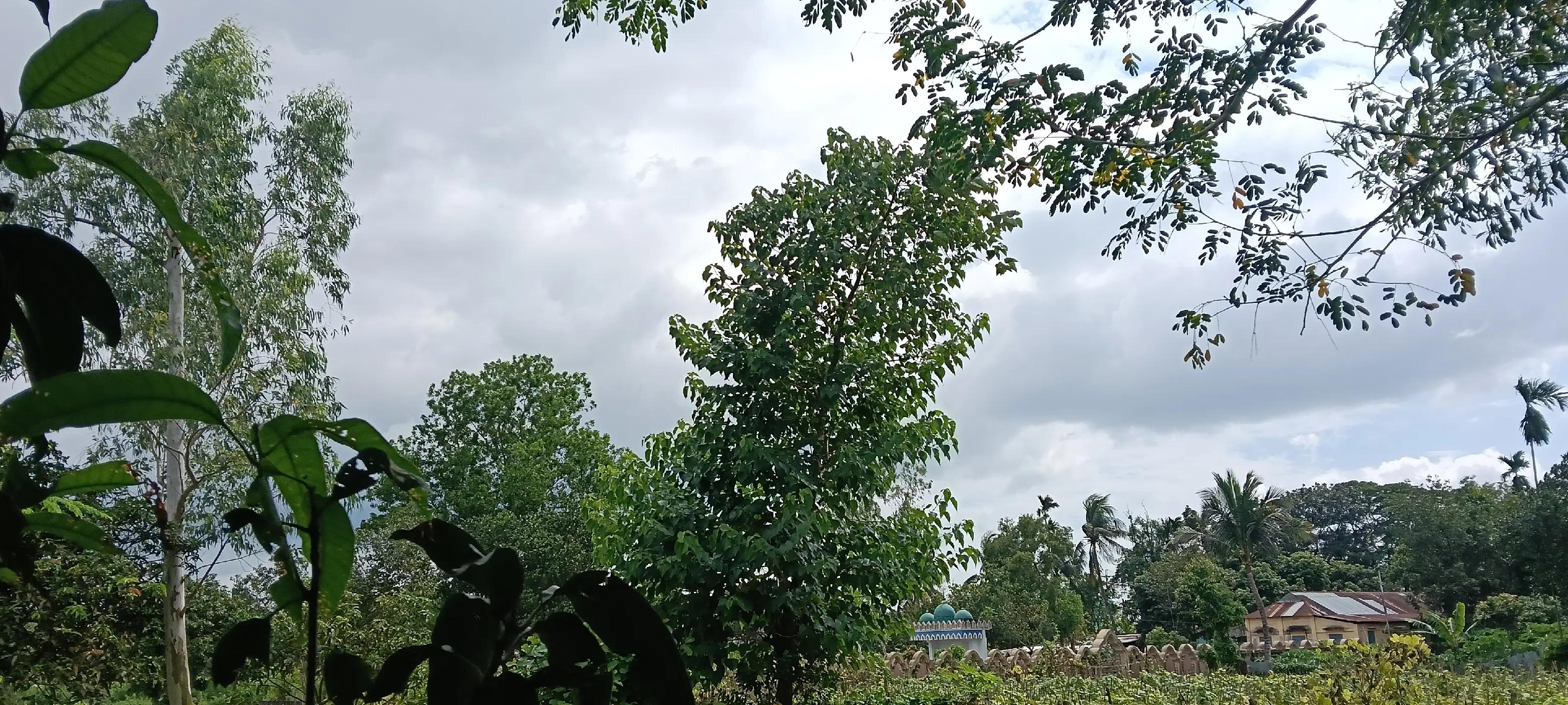 @Hameed Liton 🌿💕