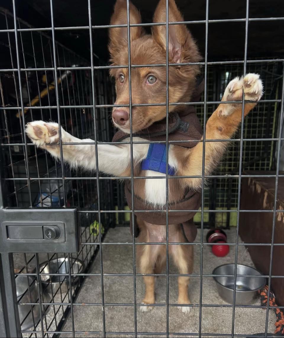 @Dirty paws dogs