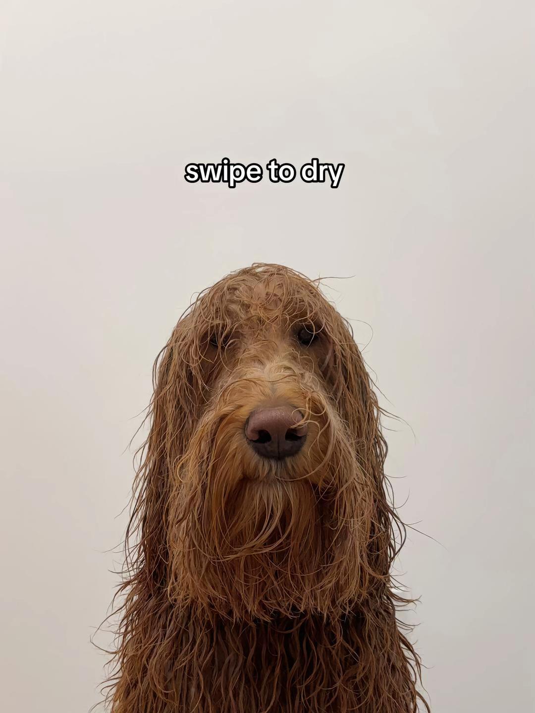 @DogGrooming101