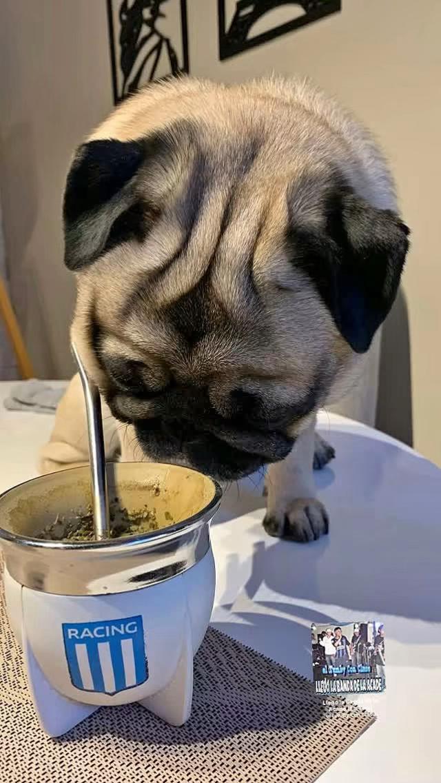 @Lolito pug carlino