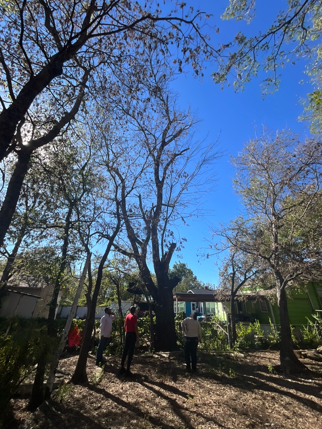 @Live Oak Tree Service