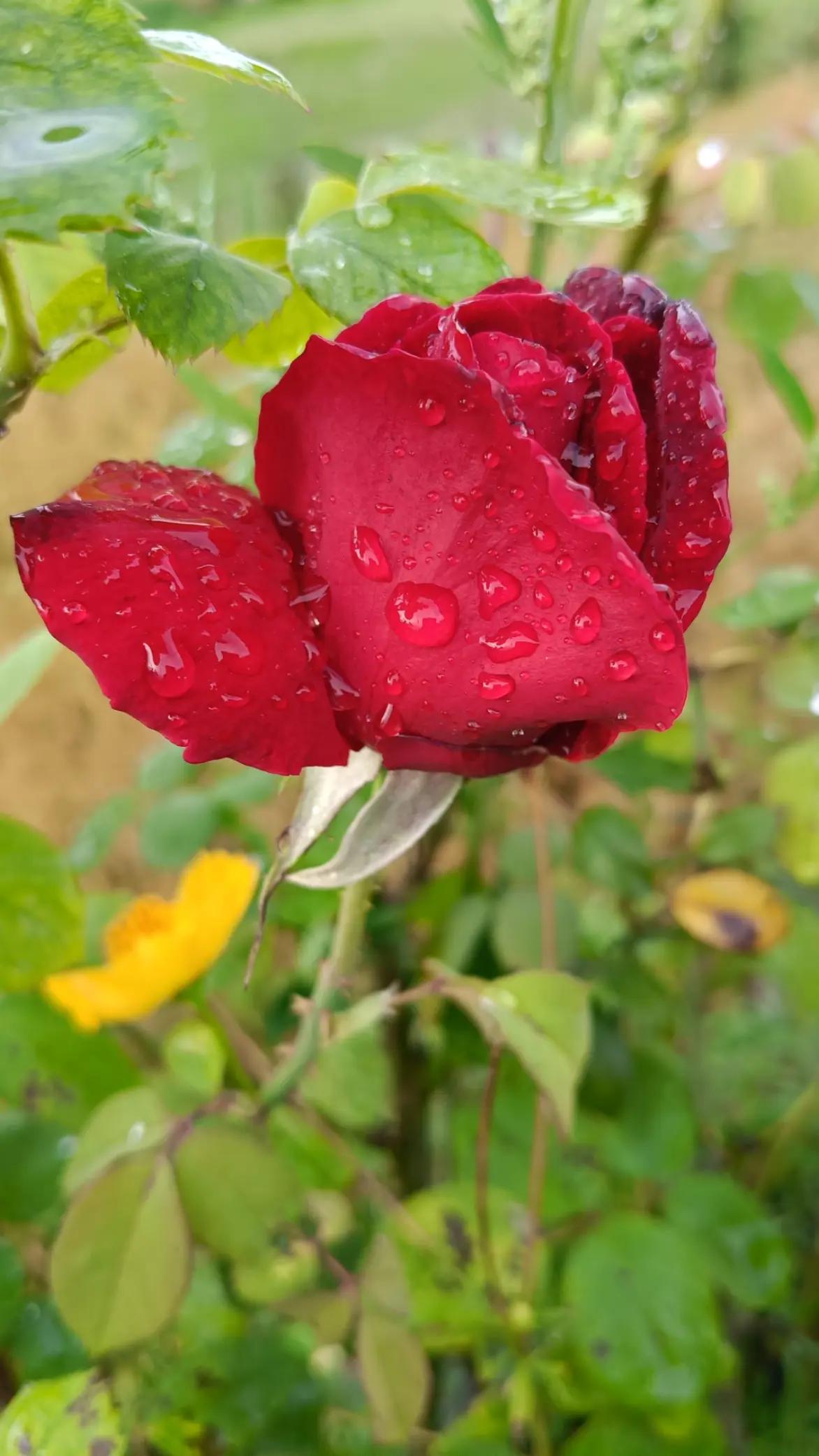 @Kumar HP 19