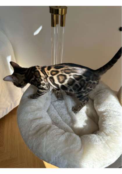 @stellabellakate