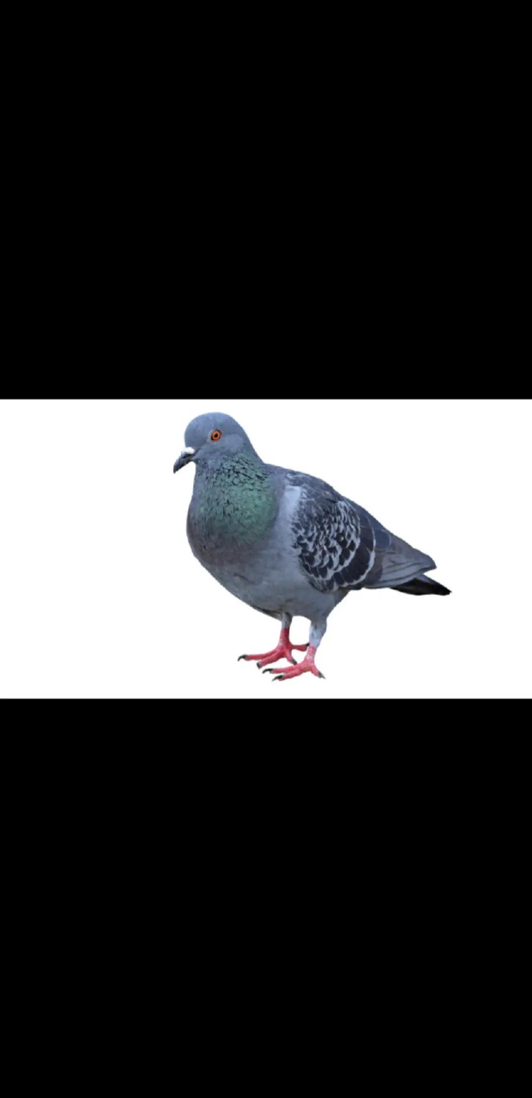 @Pigeon