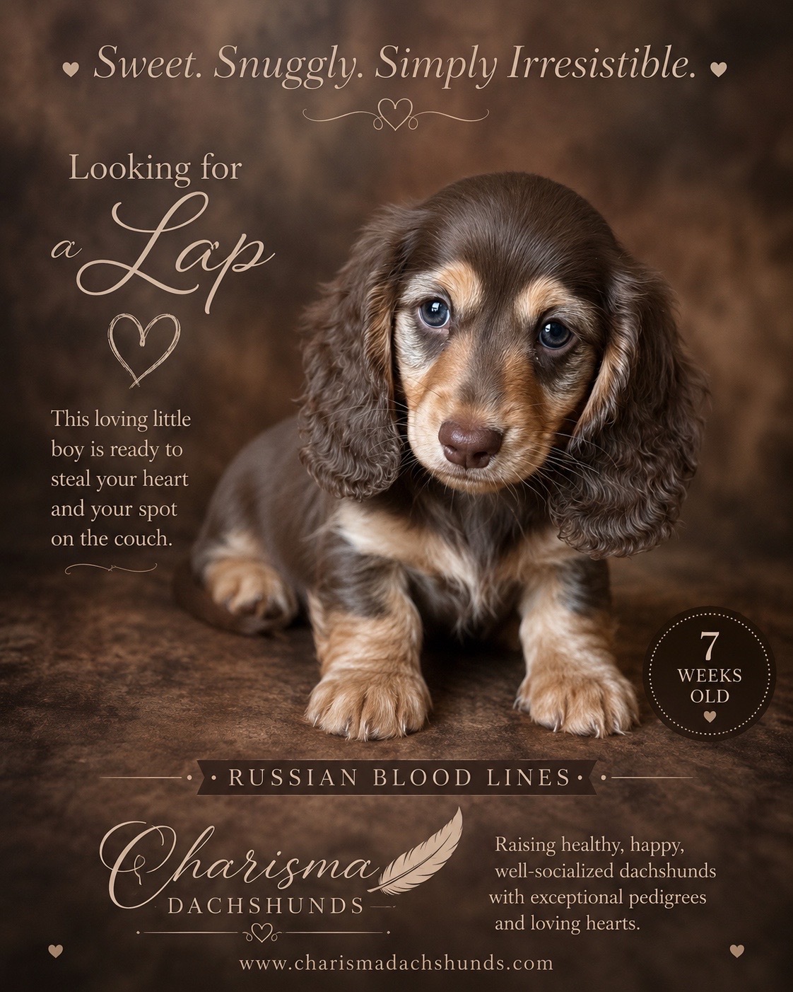 @Charisma Dachshunds