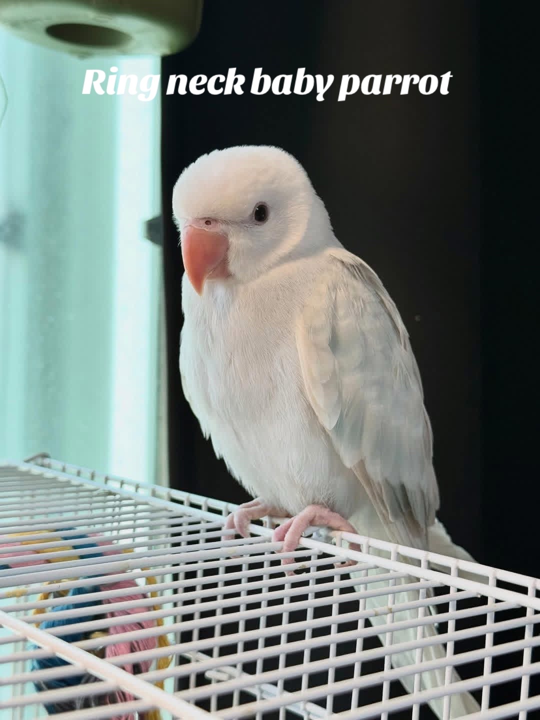 @Ring-necked Parakeets