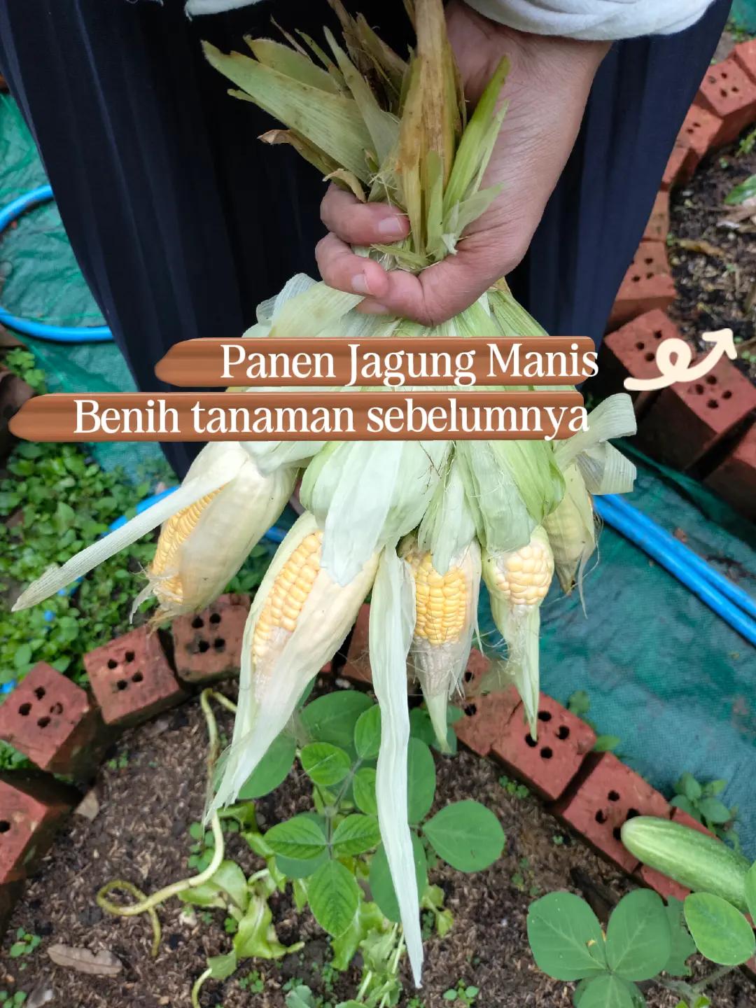@mahmudah.garden