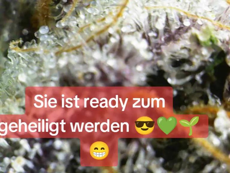 @420_Kaktus.Gurke_69